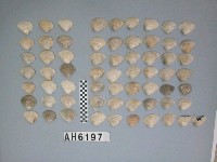 藏品(蜆)的圖片